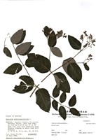 藏品(金絲桃葉羅布麻)的圖片